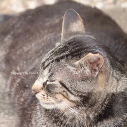 Cat Juli 2014 © by Dina.T