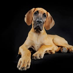 Dogge vor schwarz