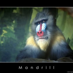 Mandrill