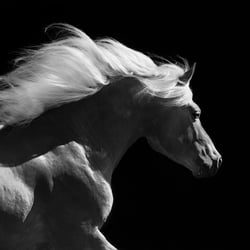 horses I