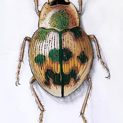 Käfer