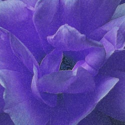 RoseIII