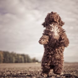 Hundefotografie, Tierfotografie