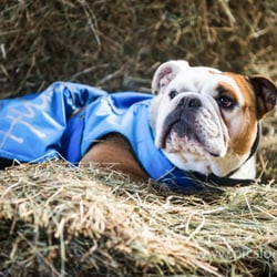 tierfotografie ulm picslocation peter neher (1 von 2)