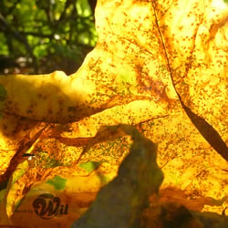 blatt-gelb