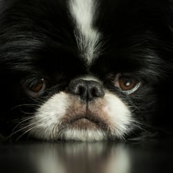 ANIMALS – TIMMY