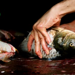 Fresh Fish.