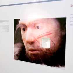 Der älteste Backenzahn