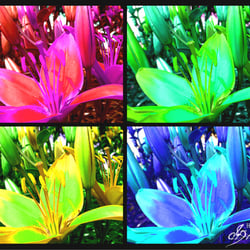 Lilien