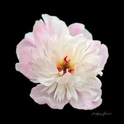 White-Pink Rose