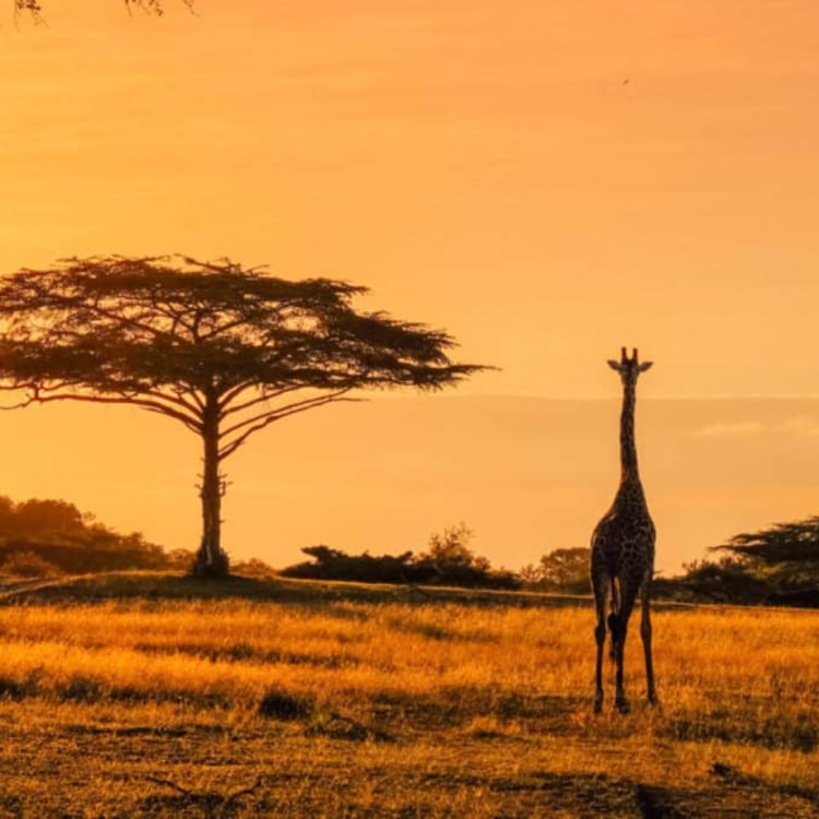 Travelo Africa