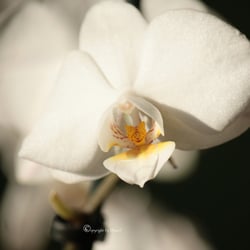 Flower März 2014 Foto Übungen