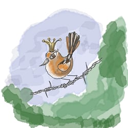 Zaunkönig/Wren