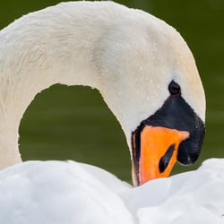 Höckerschwan