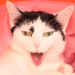 Bastet the Cat 2012 Teil 04