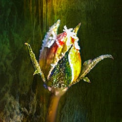 nütschanix