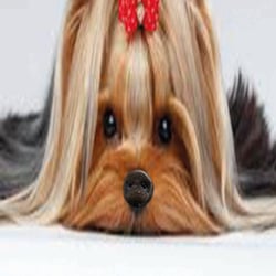 Schweinehund
