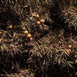 Bronze loquat