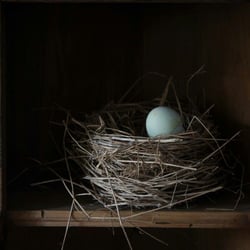 Nest