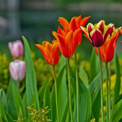 Castle Garden – A fully organic garden in Malmo – Sweden – Flowers