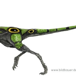 Black Compsognathus