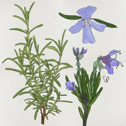 Kräuterkunde: Rosmarin