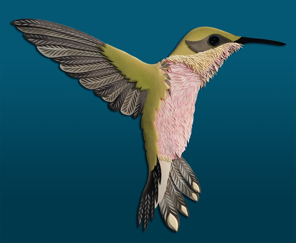 kolibri