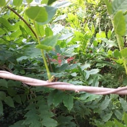 Natur 2012