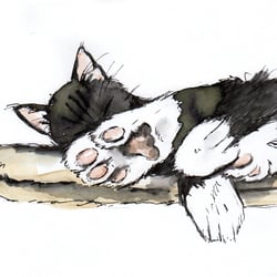 sleeping cat