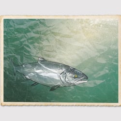 Illustrationen