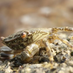 Makroaufnahme mit Zwischenringen