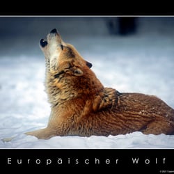 Europäische Wolf