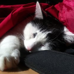 Bastet