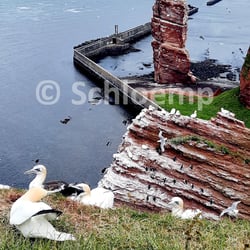 Lange Ana auf Helgoland