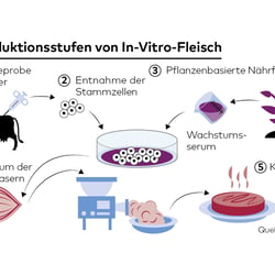 In-Vitro Fleisch
