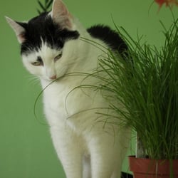 Bastet and her Cat Grass 02
