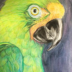 Polychromos