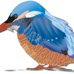 Eisvogel Illustration