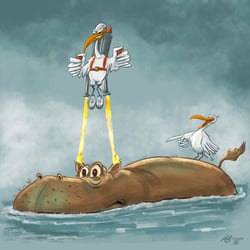 Nilpferd mit Möwen