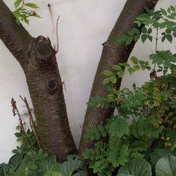 Natur 2012 Bäume