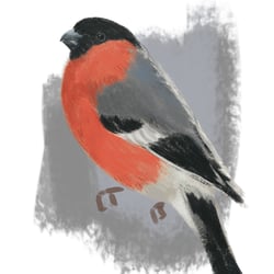 Gimpel || bullfinch