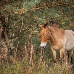 Tierfotografie – wild & frei