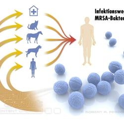 MRSA-Bakterien