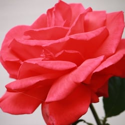 Natur 2012 Blumen