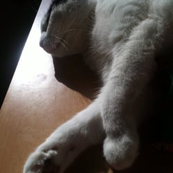 Bastet the Cat 2012 No. 23