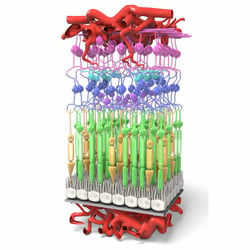 3D Visualisation der menschlichen Netzhaut