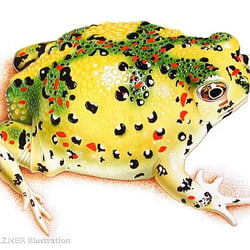 Katholikenfrosch