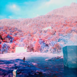 fluffy forest