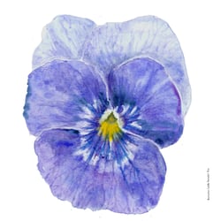 Blaues Honrveilchen