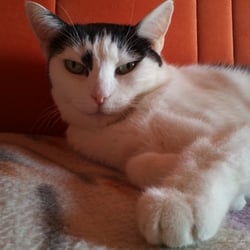 Bastet